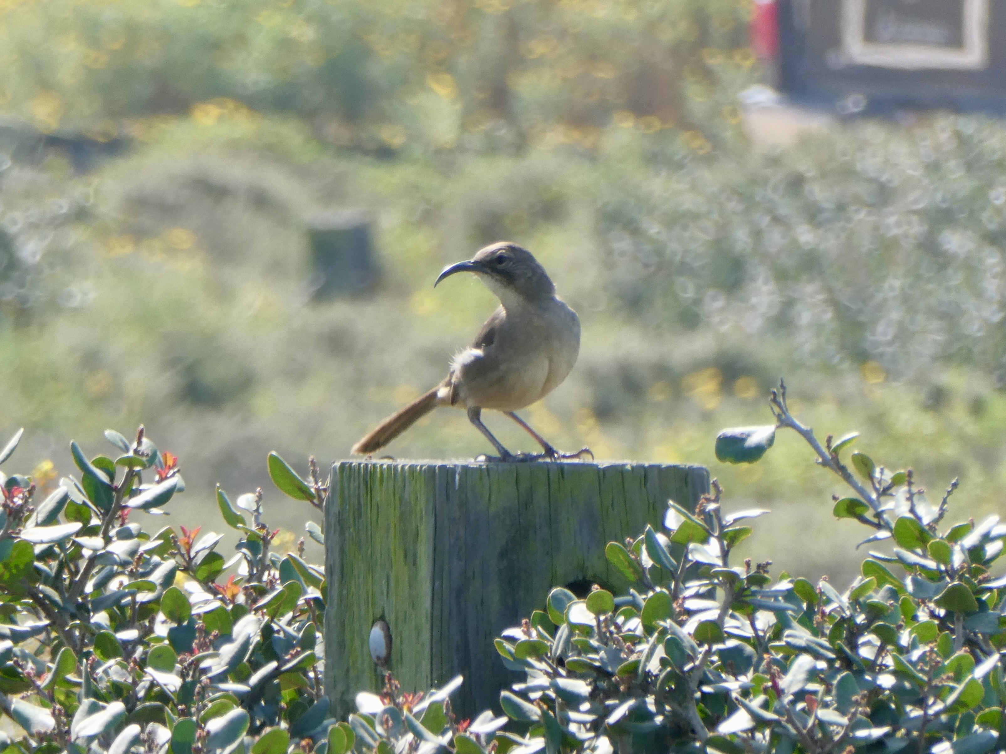 California Thrasher on post